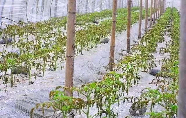 圖片2.jpg 圖片2.jpg