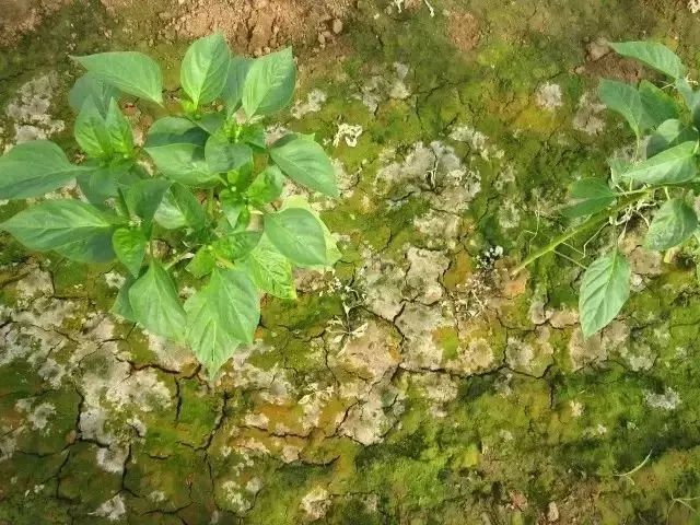 圖片3.jpg 圖片3.jpg