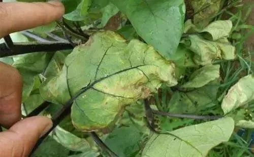 圖片4.jpg 圖片4.jpg