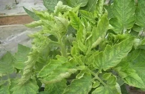 圖片5.jpg 圖片5.jpg