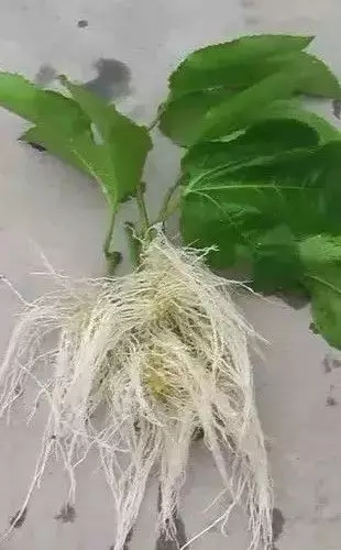 圖片1.jpg 圖片1.jpg